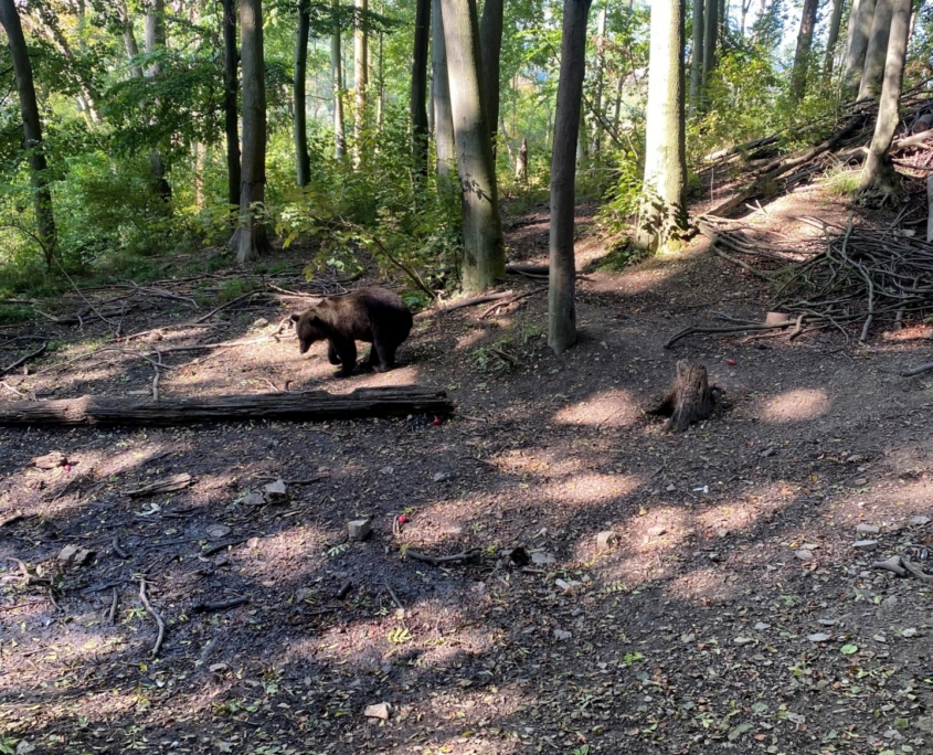 Bärenpark-1